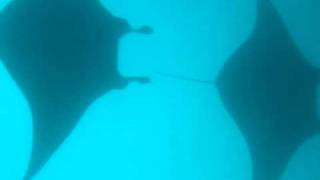 ヤップ島マンタ三兄弟 ヤップ島 検索動画45 ヤップ島マンタ三兄弟 ヤップ島 検索動画 45