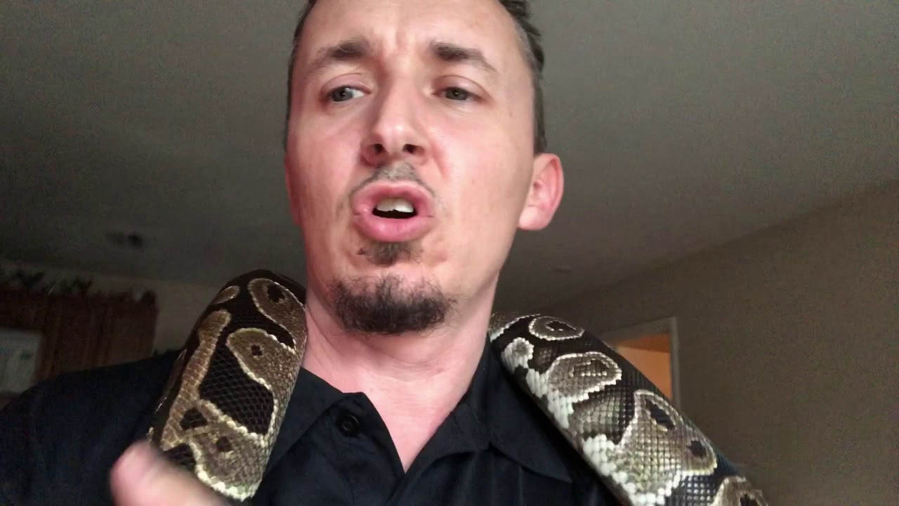 videocon care centre Ball Python & Rats Daily Vlogg #103