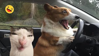 Funniest Animals 😄 New Funny Cats and Dogs Videos 😹🐶 Part 21