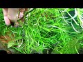 Погостемон октопус (аквариумное растение)