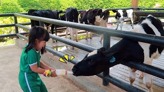 Takut Kasih Susu ke Sapi | Mengenal Binatang Lucu Untuk Anak anak