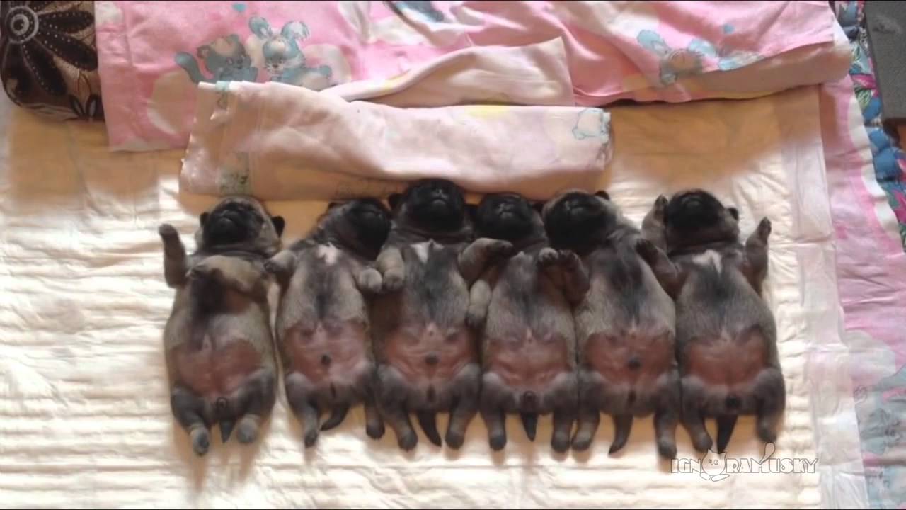 Pictures Of Cute Baby Pugs