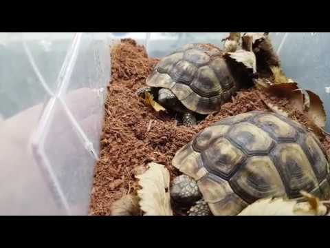 Video: Wie Bekomme Ich Eine Schildkröte Aus Dem Winterschlaf?