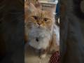 #cat #cute #cats #catvideos #catshorts #catmemes #nature #fun #funny #funnyvideo #funnycats #memes