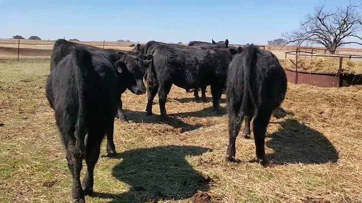 Van Meter Commercial Angus & F1 English Cross Bull...