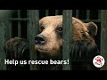 Help rescue bears tv campaign  four paws australia