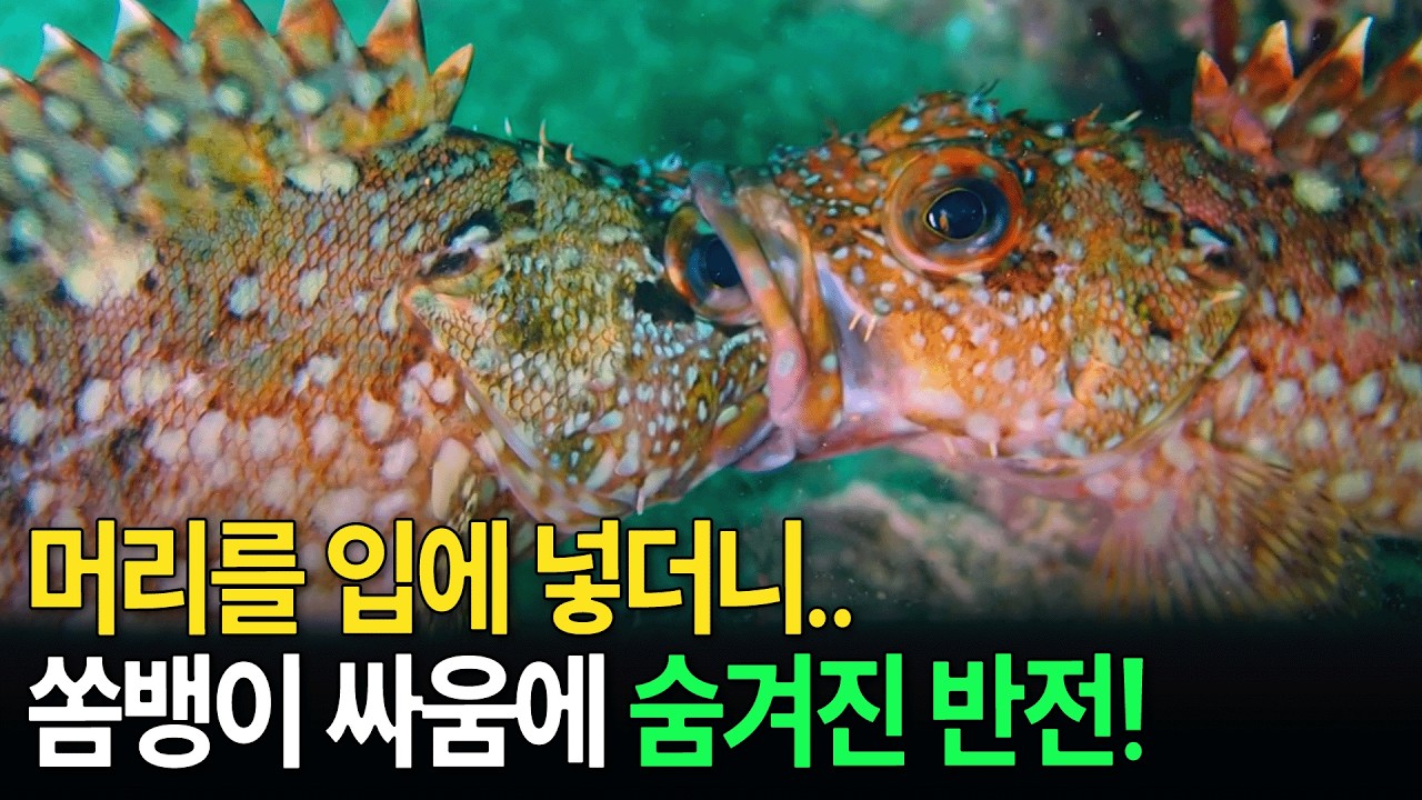 영역 다툼하던 쏨뱅이! 상대 머리를 통째로 삼키더니.. ㄷㄷ [환경스페셜 - 외롭지 않은 섬] / KBS 20130102 방송 ...