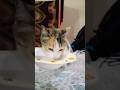 my cute cat Lily waiting is very beautiful cat