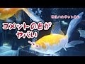 【金魚水槽】コメットの目がヤバい、これはアルビノではない？