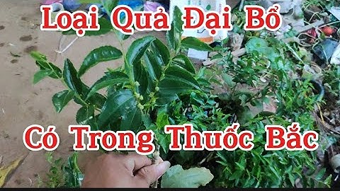 Cây Giống Táo Tàu - Hồng Táo Trồng Ở Việt Nam Sai Hoa Sai Quả Khủng Khiếp