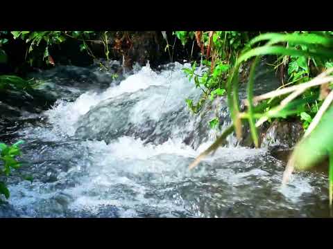 Jungle River Ambience – Calm Your Mind