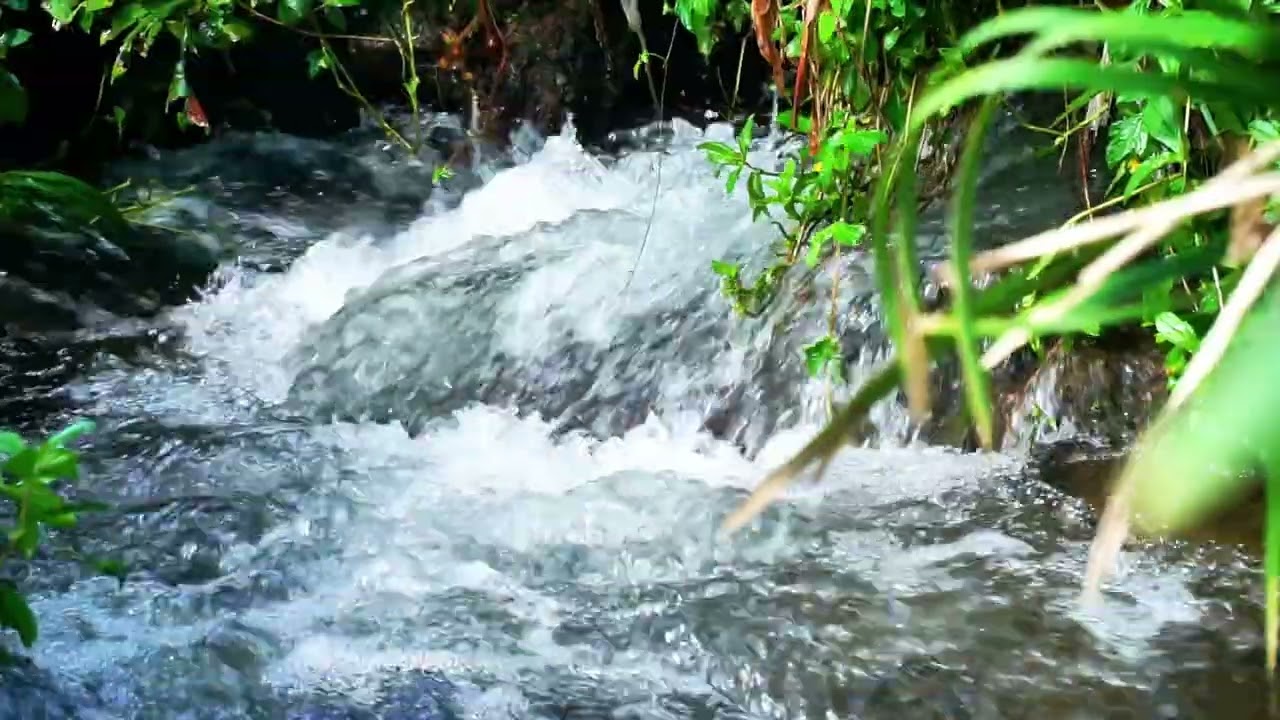 Jungle River Ambience – Calm Your Mind