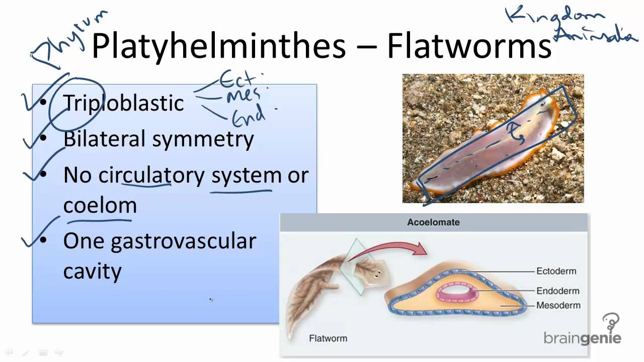 szakasz 1 áttekintés a platyhelminthesról