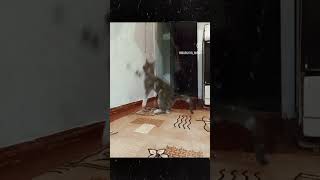 Хулиган #Приколы #Cat #Shortscats #Юмор #Ржачныевидео #Смех_До_Слез #Tiktok #Cats