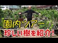 【園内ツアー】行った気分を味わえる！黒松・五葉松など