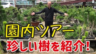 【園内ツアー】行った気分を味わえる！黒松・五葉松など