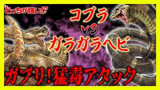 【どっちが強い】ガブリ！恐怖の毒ヘビ対決！コブラvsガラガラヘビ...勝つのはどっち！？【漫画】【バトル】