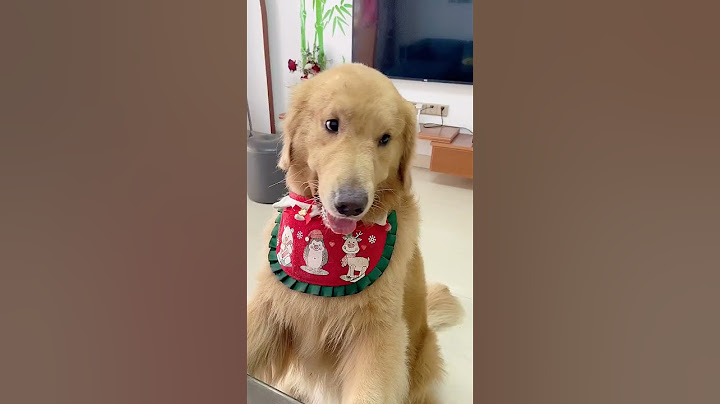 Mao ba routine four hairs wash dishes  four hairs directly made a coke bomb!# golden retriever# pet