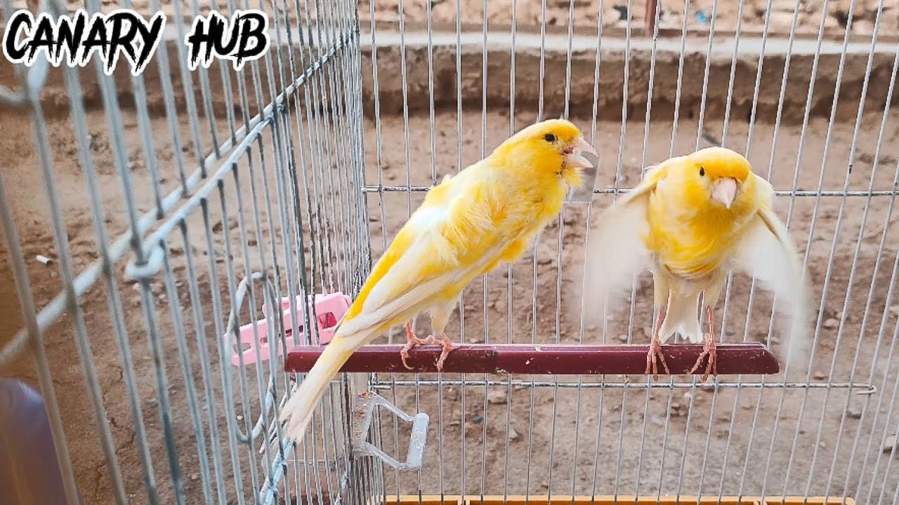 Best singing canary bird ever / train your bird from this video #canary ...