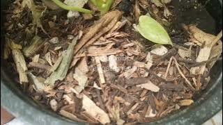 Resiko Beli Hokery Pink Baby Dari Biji !