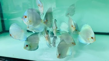 Cá đĩa Lam size 8-9cm tại Cá Cảnh Thái Hoà