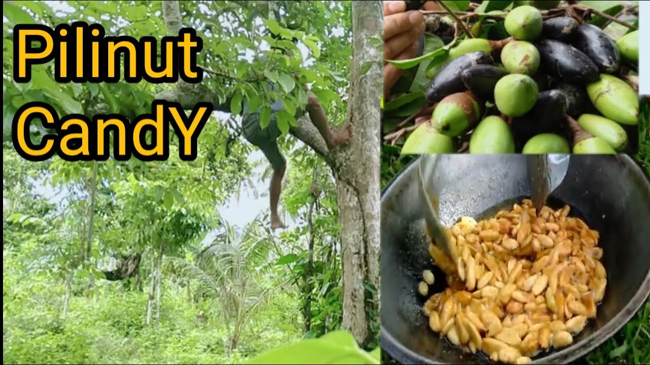 MAKING PILI NUT CANDY Ang Candy Ng Mga Probinsyano Pili YouTube