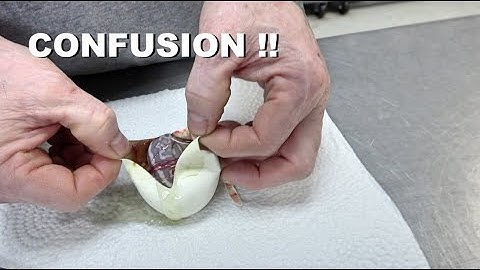 Confusion Ball Python Combo Egg Cutting !!