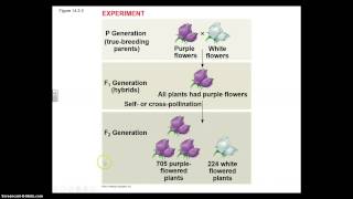 Ch. 14 Mendel and the Gene Idea Part I