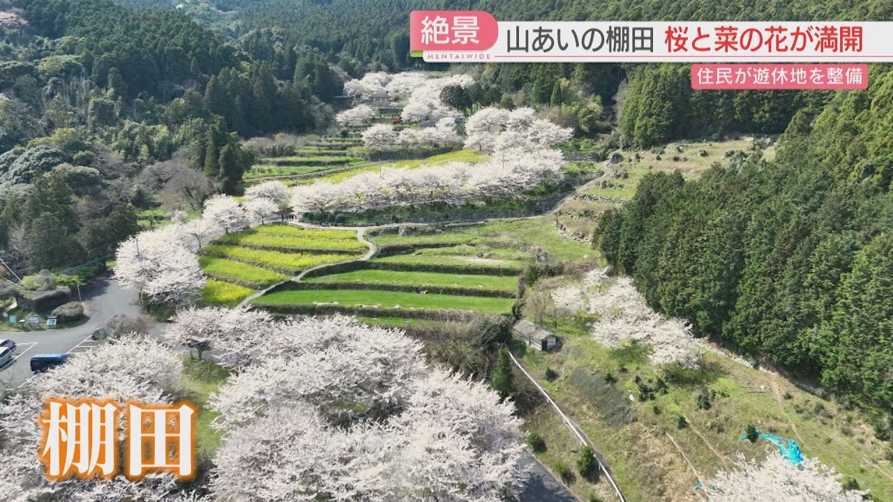 Cherry Blossoms on Drone] Enjoy the contrast between cherry