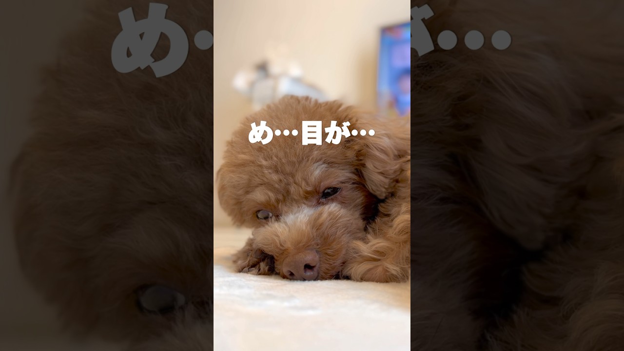 なんやねん、このオチ🖐️