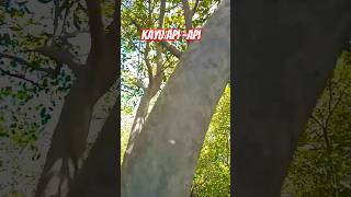 kayu api-api tahan hidup d air laut bagus buat penahan abrasi #pecinta alam #shorts #videoshort