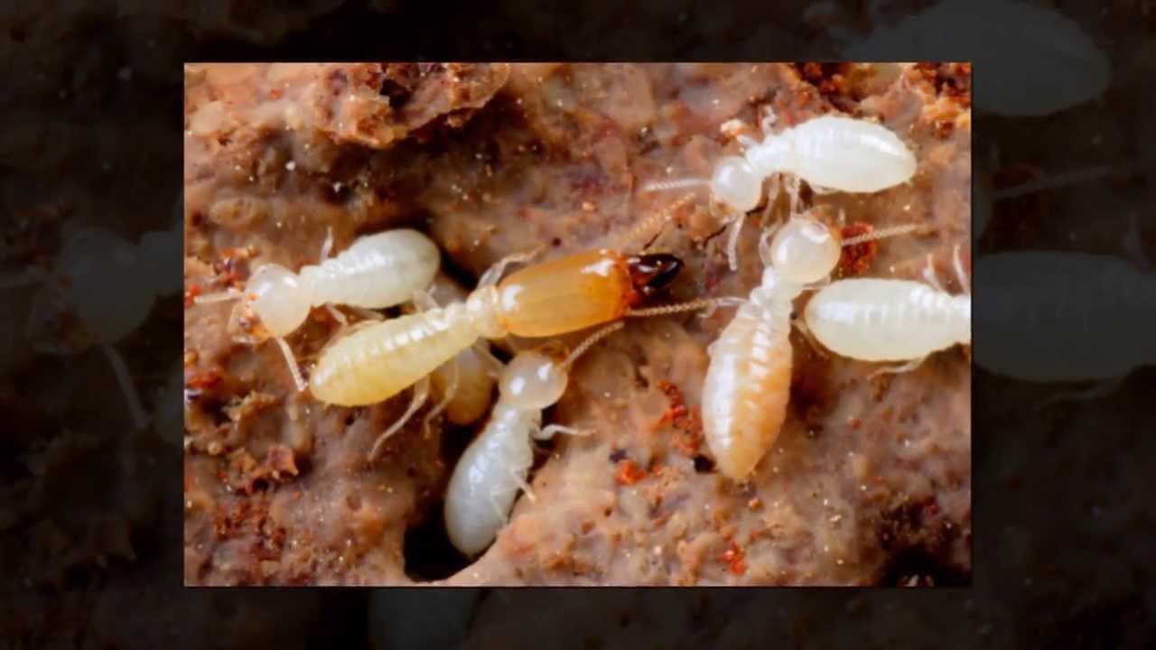 Termite Control Brisbane | White Ant Treatment Brisbane