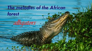 Stunning alligators | Jungle sounds - nature music | natural voices of birds and animals