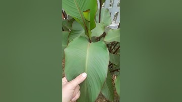 Cây Thuốc quý Chữa bệnh Tim, suy tim, hở van tim, xơ vữa động mạch vành, tim đập nhanh... 0354199616