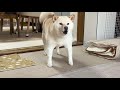 1年ぶりに再会し、敵意むき出しだった冷感ラグと和解するまでの柴犬