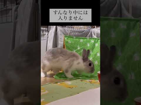 うさんピングのテントを買ってあげました。#shorts #うさぎ #rabbit #うさぎのいる暮らし #うさんピング