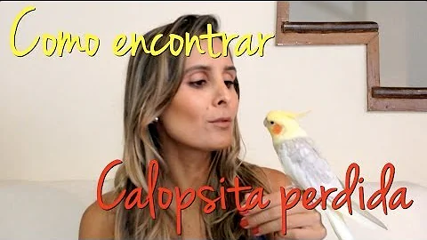 Como encontrar uma calopsita que fugiu?