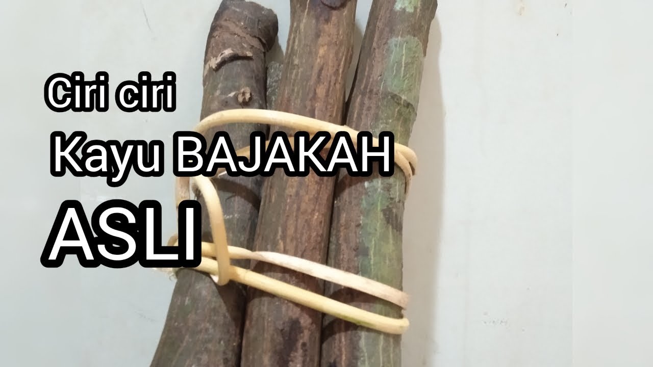 CIRI CIRI KAYU BAJAKAH ASLI YouTube