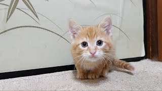 【保護猫  子猫】日目 子猫モックン 先住保護猫ラッキーの いないいないバー♪