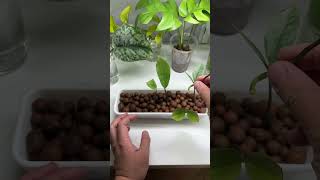 Propagating ZZ plant stems and leaves plants zzplant propagatingplants