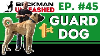 How to train your dog to guard you & your home.  Major change coming to the Podcast! by Beckman's Dog Training 10,842 views 4 weeks ago 1 hour, 24 minutes