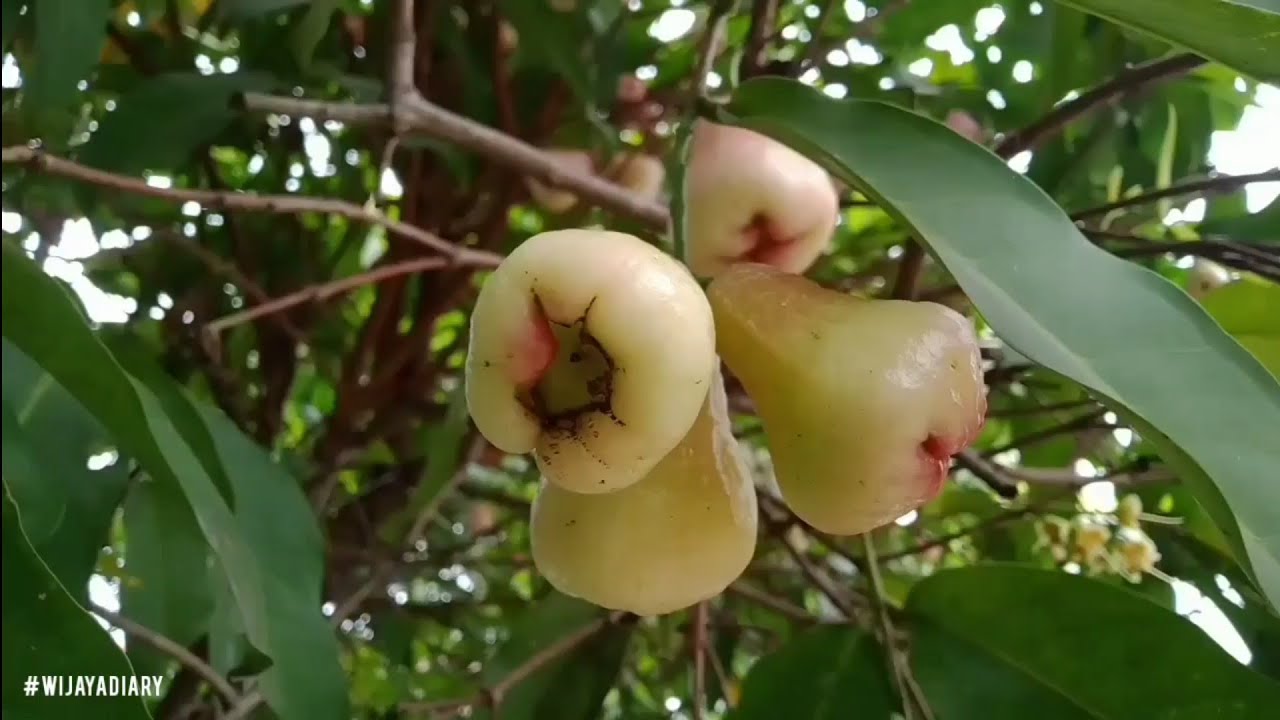 Episode 169 Jambu Air Pink Rose