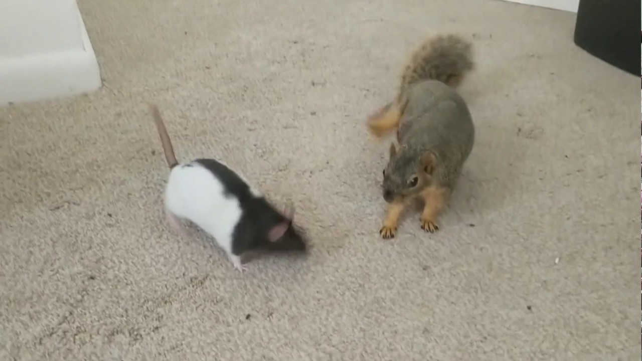 A Squirrel, 3 Rats, and a Basset Hound a very unusual play group