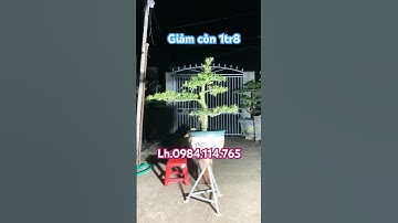 Tùng la hán dáng trực đẹp #tunglahan