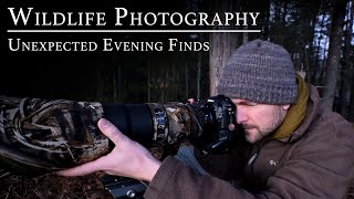 Wildlife Photography: Unexpected Evening Finds | White-tailed deer | Nikon Z9