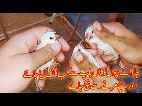How to Separate Java sparrow Babies with Parents  | Java finch ke Bachon ko alg Krny ka Tarika