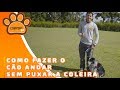 Como fazer seu cachorro andar SEM PUXAR? Saiba tudo com Cleber Santos! | COMPORTPET