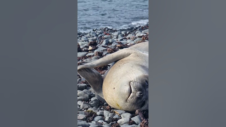All the Animals I Saw in Antarctica