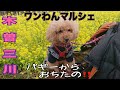 木曾三川公園わんわんマルシェ/わんこと思い出作りのお出かけ