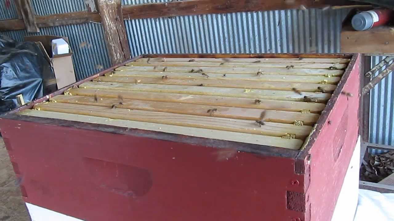 Honey bees cleaning supers YouTube